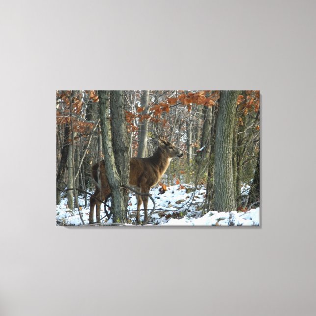 Whitetail Buck Abend Woods Canvas Print Leinwanddruck (Vorderseite)