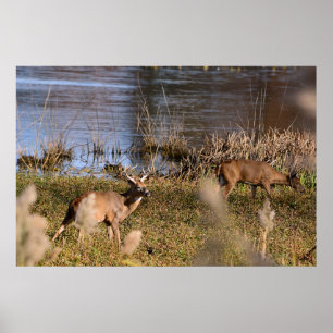 Whitetail Buck and Doster Poster
