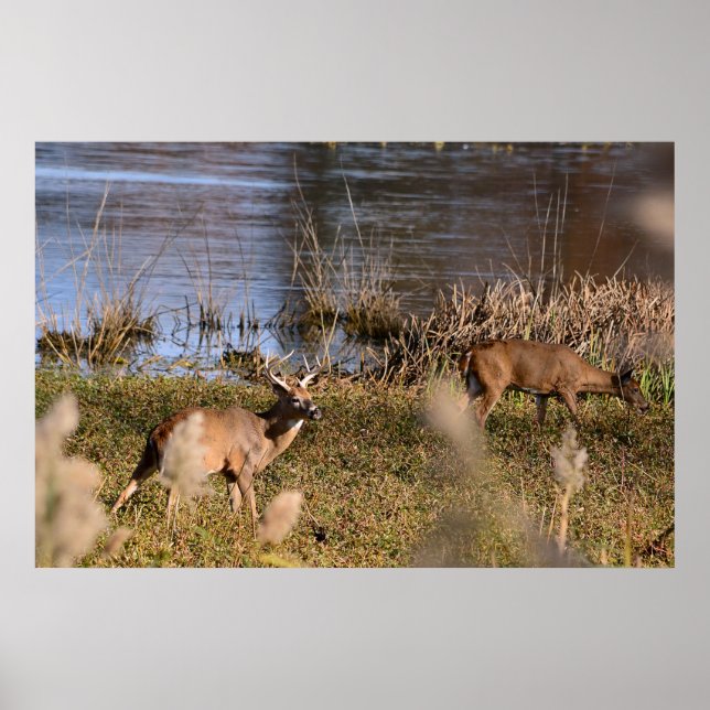 Whitetail Buck and Doster Poster (Vorne)