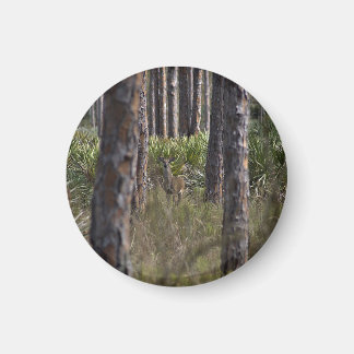 Whitetail Buck Foto Magnet