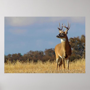 Whitetail Buck Gerahmt Print Poster