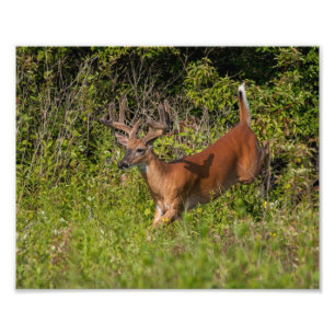 Whitetail Buck in Samt Fotodruck