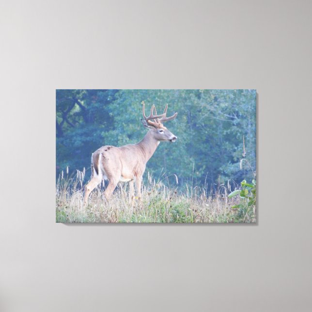 Whitetail Buck Nature Portrait Leinwanddruck (Vorderseite)
