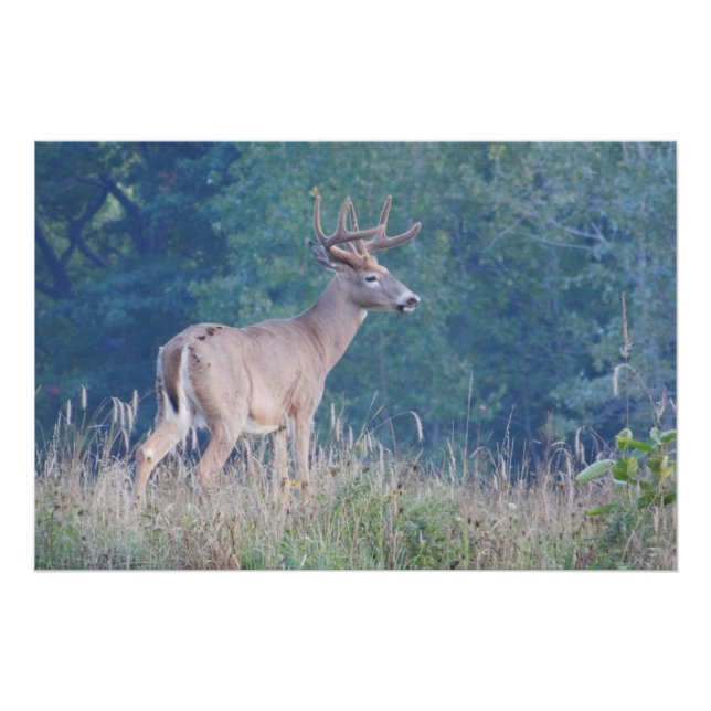 Whitetail Buck Nature Portrait Poster (Vorderseite)