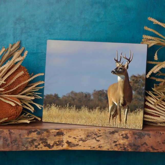 Whitetail Buck Plaque Fotoplatte (Seite)
