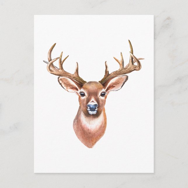 Whitetail Buck Postcard Postkarte (Vorderseite)
