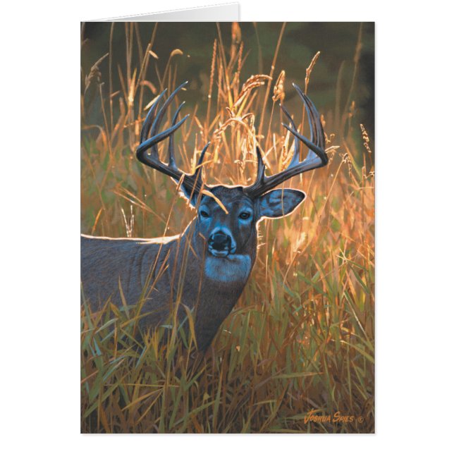 Whitetail Deer (Vorne)