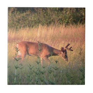 Whitetail Deer( Buck ) Dekorative Tile Fliese
