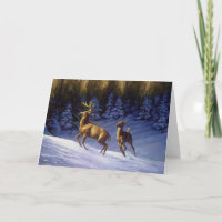 Whitetail Deer Buck & Dock im Winterschnee