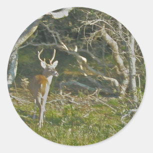 Whitetail Deer Buck OBX Stickers