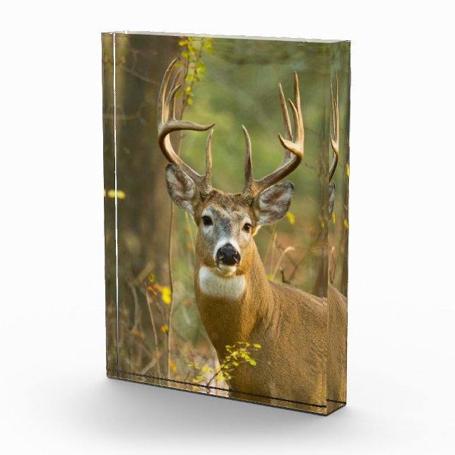 Whitetail Deer Buck | Weißfisch, Montana Fotoblock (Rechts)