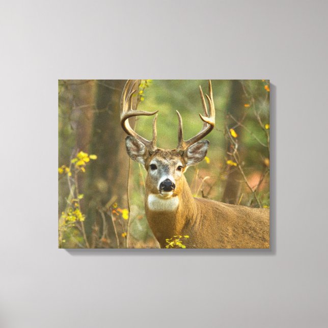 Whitetail Deer Buck | Weißfisch, Montana Leinwanddruck (Vorderseite)