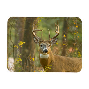 Whitetail Deer Buck   Weißfisch, Montana Magnet