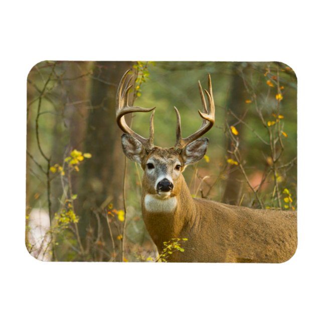 Whitetail Deer Buck | Weißfisch, Montana Magnet (Horizontal)