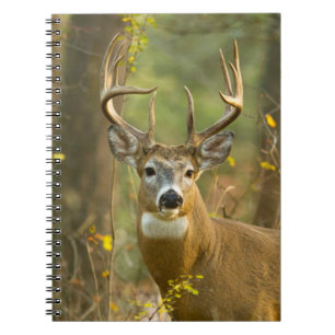 Whitetail Deer Buck   Weißfisch, Montana Notizblock
