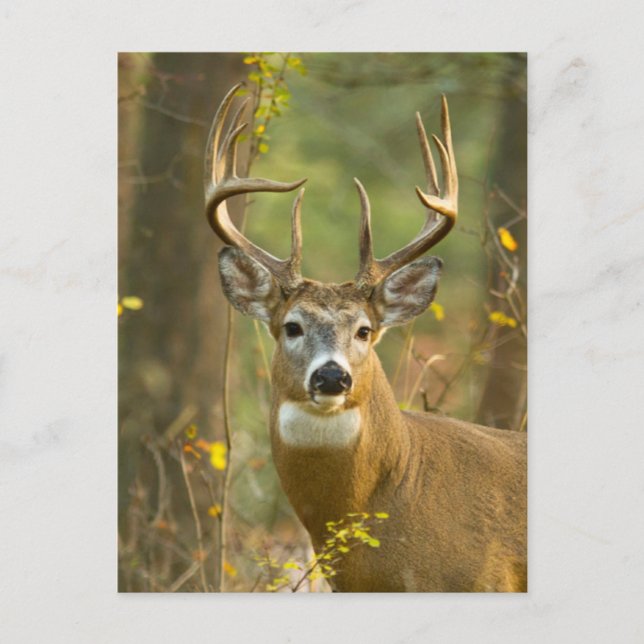 Whitetail Deer Buck | Weißfisch, Montana Postkarte (Vorderseite)