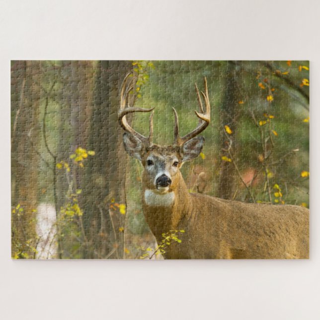 Whitetail Deer Buck | Weißfisch, Montana Puzzle (Horizontal)