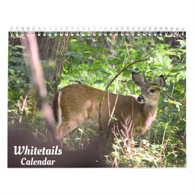 Whitetail Deer Calendar Kalender (Titelbild)