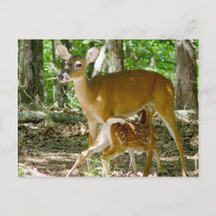 Whitetail Deer - Doe and Fawn Postcard Postkarte