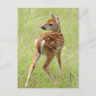 Whitetail Deer Fawn Postcard 6 Postkarte