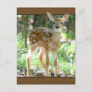Whitetail Deer Fawn Postcard Postkarte
