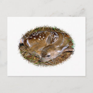 Whitetail Deer Fawn Postkarte