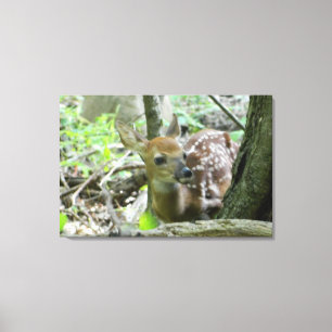Whitetail Deer Fawn (Wrapped Canvas Print) Leinwanddruck