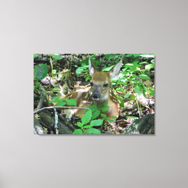 Whitetail Deer Fawn Wrapped Canvas Print Leinwanddruck (Vorderseite)