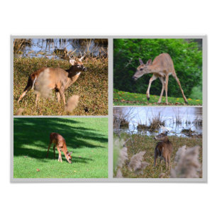 Whitetail Deer FotoCollage Fotodruck