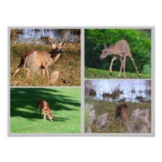 Whitetail Deer FotoCollage Fotodruck
