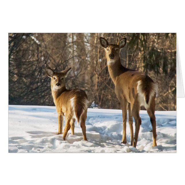 Whitetail Deer im Schnee (Vorderseite (Horizontal))