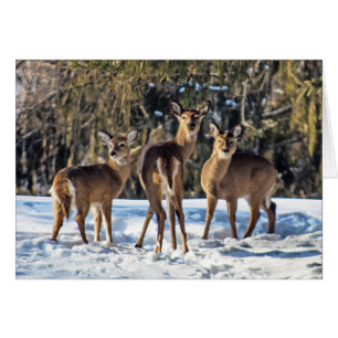 Whitetail Deer im Schnee