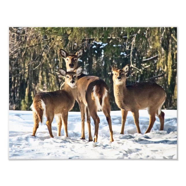 Whitetail Deer im Schnee Fotodruck (Vorne)