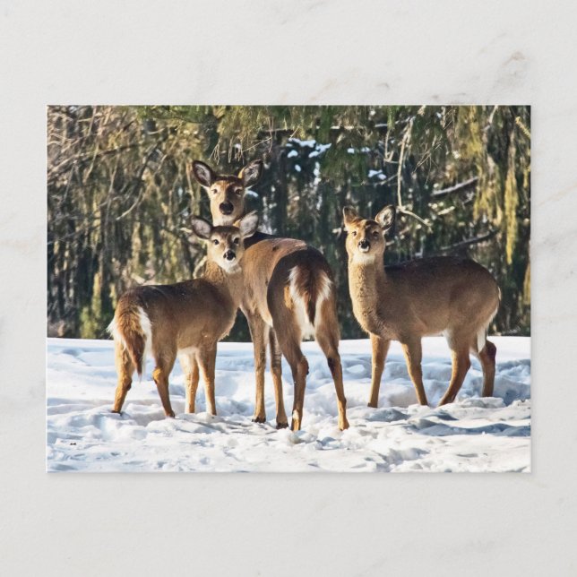 Whitetail Deer im Schnee Postkarte (Vorderseite)