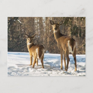 Whitetail Deer im Schnee Postkarte