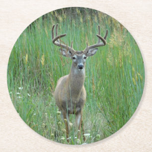 Whitetail Deer in Meadow Paper Untersetzer