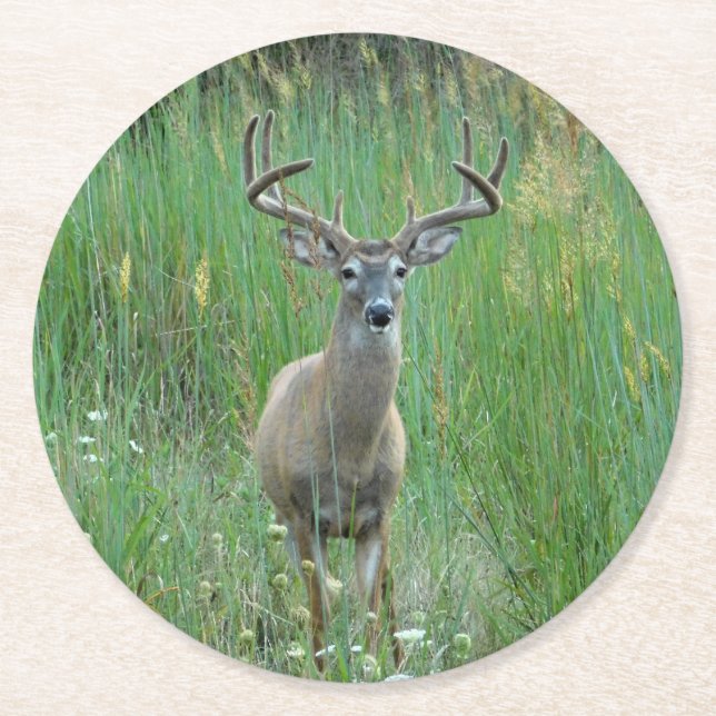 Whitetail Deer in Meadow Paper Untersetzer (Vorderseite)