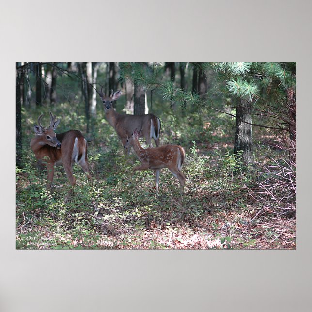 Whitetail Deer in the Poconos, Print 0200 Poster (Vorne)