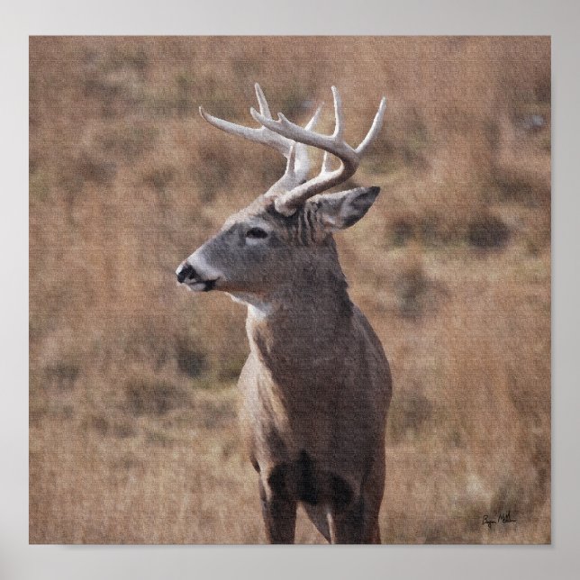 Whitetail Deer Poster (Vorne)