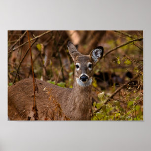 Whitetail Deer Poster