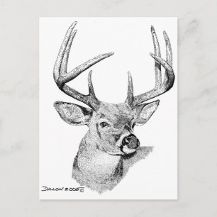 Whitetail Deer Postkarte