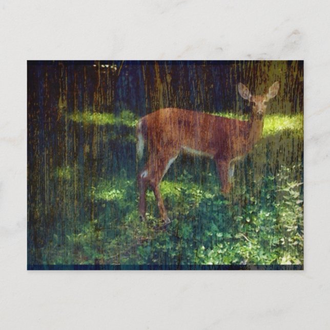 Whitetail Deer Postkarte (Vorderseite)