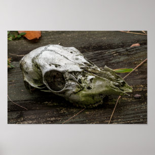 Whitetail Deer Skull Poster