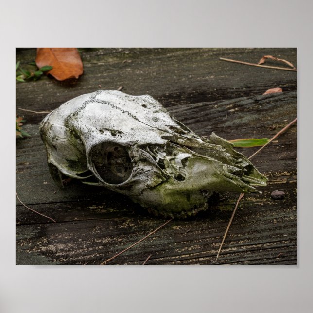 Whitetail Deer Skull Poster (Vorne)