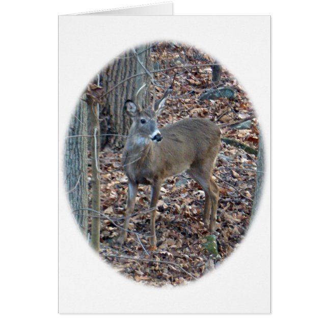 Whitetail Deer Spike Buck Serie (Vorne)