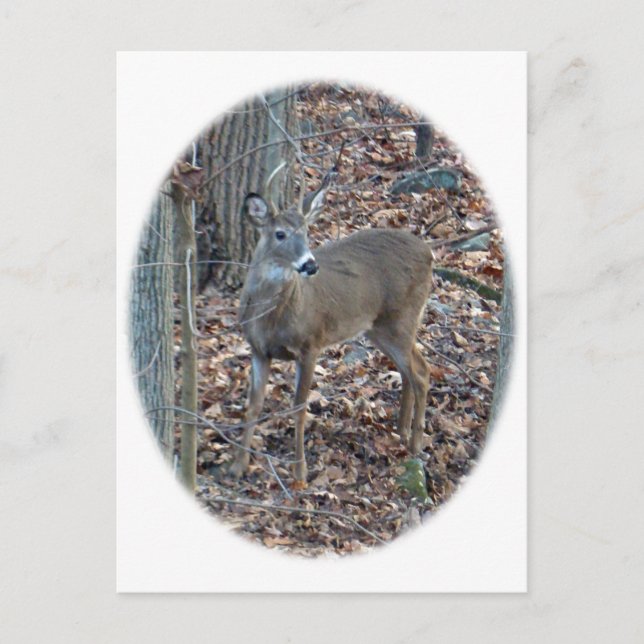 Whitetail Deer Spike Buck Serie Postkarte (Vorderseite)