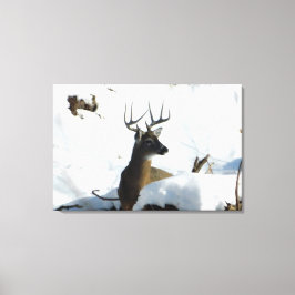 Whitetail Deer Winter Antlers Canvas Print Leinwanddruck