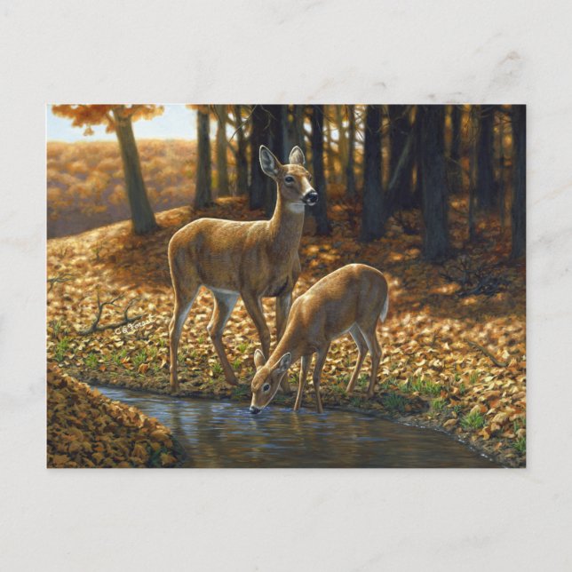Whitetail Doe and Fawn Drinks aus einem Stream Postkarte (Vorderseite)