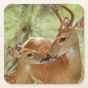 Whitetail-Dollar-und Kitz-Abbinden Rechteckiger Pappuntersetzer