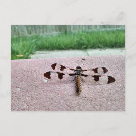 Whitetail Dragonfly Postcard Postkarte